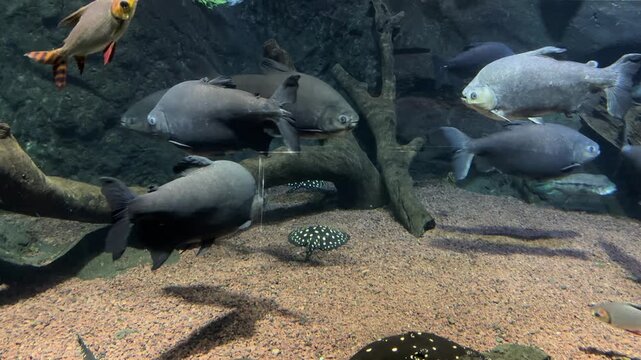 Black pacu Colossoma macropomum and freshwater stingray Potamotrygon leopoldi swimming in aquarium habitat. Fish species native to Amazon River basins and tropical freshwater ecosystems