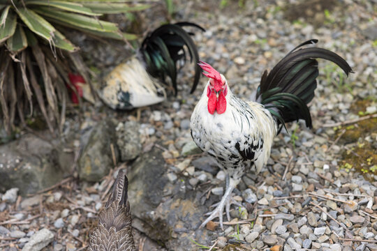 White rooster with bright red comb