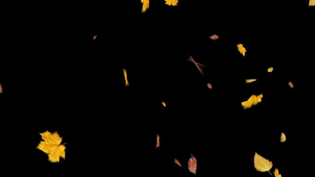 autumn background overlay with falling dry leaves 
