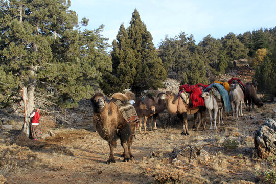 People who live a nomadic lifestyle in the Taurus Mountains. Yoruk