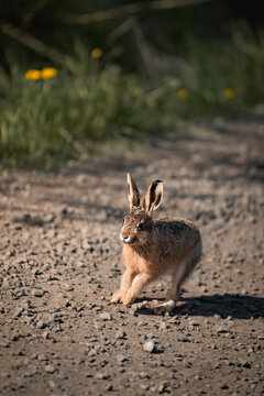 niedlicher Hase sitzt auf einem Feldweg im morgendlichen Sonnenlicht in Schweden