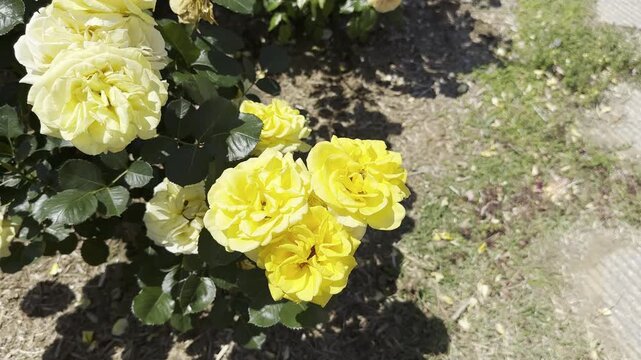 Elegant Trio of Yellow Roses Swaying Gently in Spring Breeze at Rose Garden