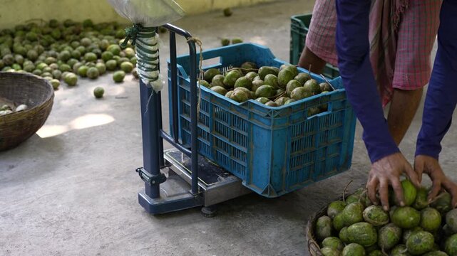 Jhalakathi, Bangladesh - 06 October 2023: View of workers weighing crates of green hog plums on a mechanical scale at a local market with baskets of fruit on the ground.