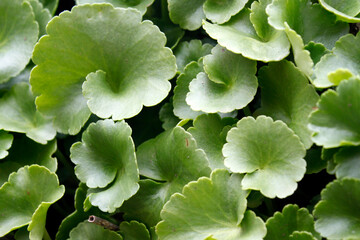 Fototapeta premium Centella asiatica or Asiatic pennywort leaves