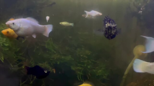 Assorted molly fish swimming together in a freshwater aquarium tank