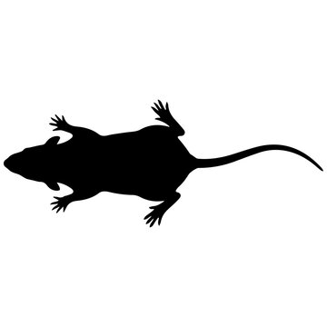 Black and white rat silhouette viewed from above in line art style