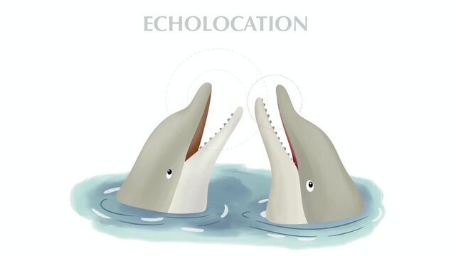 animation of Two dolphins interacting using echolocation in the water. Science infographic animation with sound waves showing marine mammal communication, bio sonar, and animal social behavior
