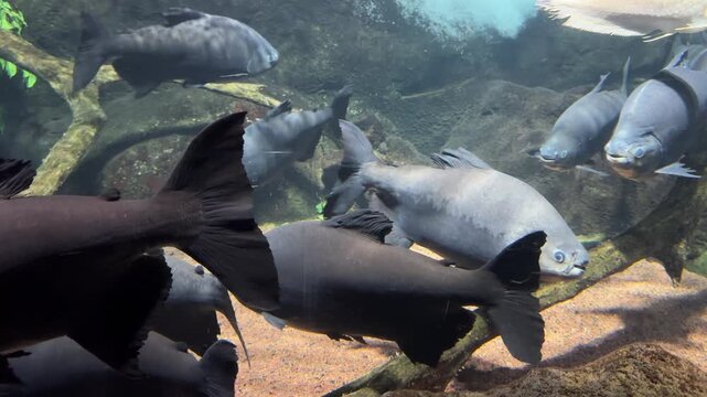 Black pacu Colossoma macropomum swimming with tambaqui in freshwater aquarium habitat. Fish species native to Amazon River basins and tropical freshwater ecosystems of South America.