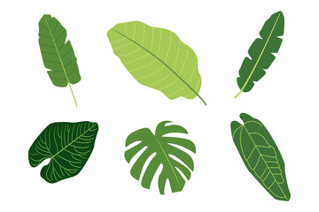 Green foliage variety set on white background. Assorted tropical plant leaves collection featuring banana and palm greenery for botanical summer graphics © Iryna Duda