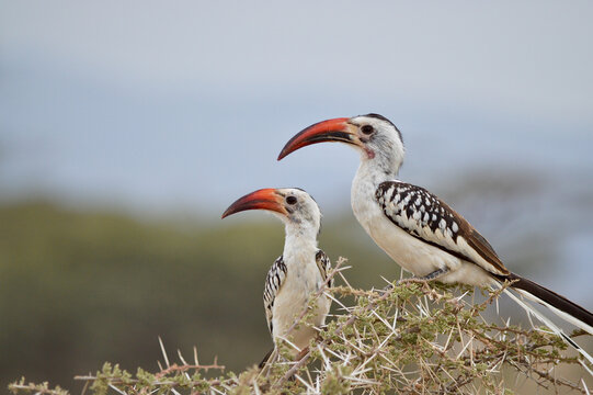 Buceretti beccorosso - Tockus erythrorhynchus