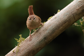 Strzyżyk (Nannus troglodytes) © Bartosz Rakoczy