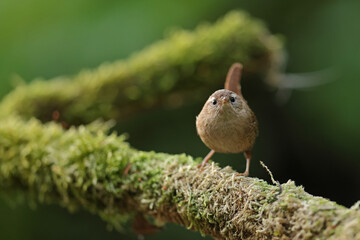 Strzyżyk (Nannus troglodytes) © Bartosz Rakoczy