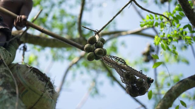 Jhalakathi, Bangladesh - 05 October 2023: View of a worker climbing a tree to harvest clusters of fresh hog plums against a clear blue sky.