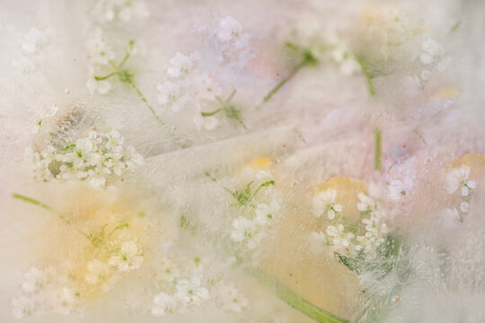 frozen white meadow flowers from the field