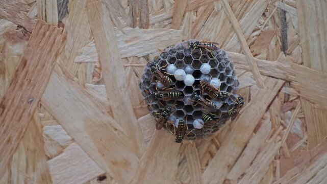 Paper Wasp Nest with Larvae Closeup on Wooden OSB Background 