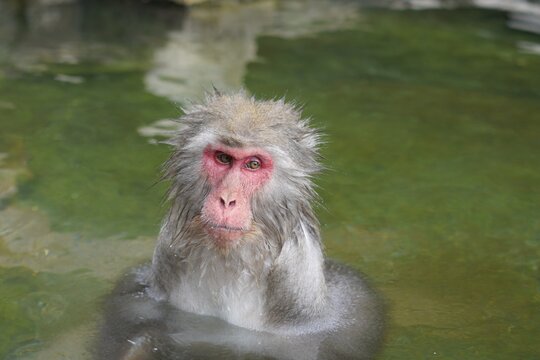 Japanese macaque soaking in a steaming hot spring pool
