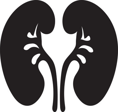 Human kidneys silhouette vector image illustration. eps 10