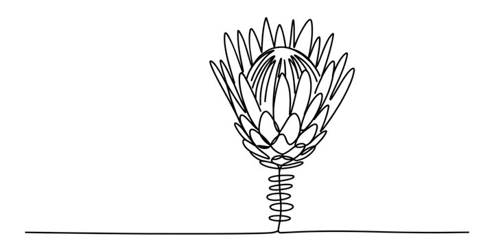 Continuous single line drawing of a protea flower isolated on white background, Vector