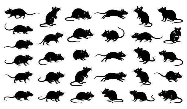 Rat and Mouse Different Pose Black Silhouette Animal Collection Vector