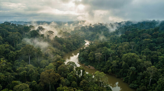 Amazon Rainforest