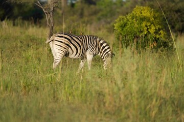 Obraz premium Plains Zebra Grazing in Golden Grass at Sunset