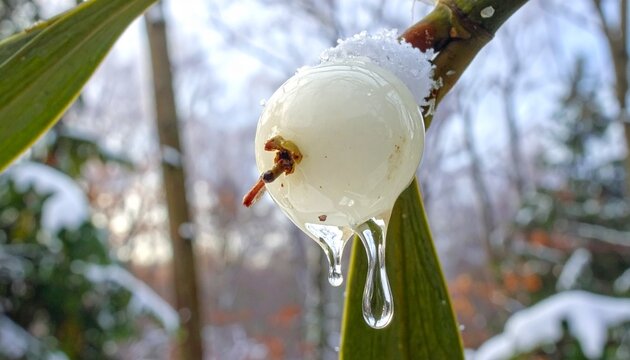 Close-up of mistletoe berries with sticky viscin and winter bird feeding