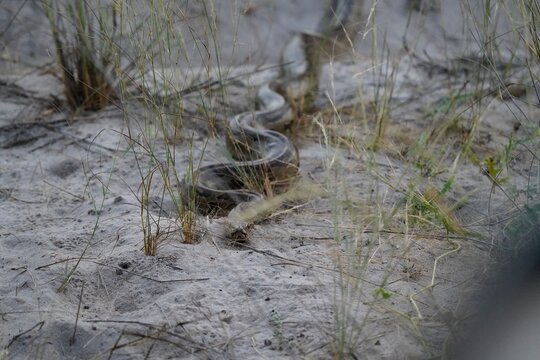 Large African Python Snake Coiled on Sandy Ground
