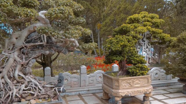 Massive ancient traditional Vietnamese bonsai trees with intertwined roots and accurately trimmed crowns grow in large stone pots with carvings are placed in the flower garden of Truc Lam Zen the larg
