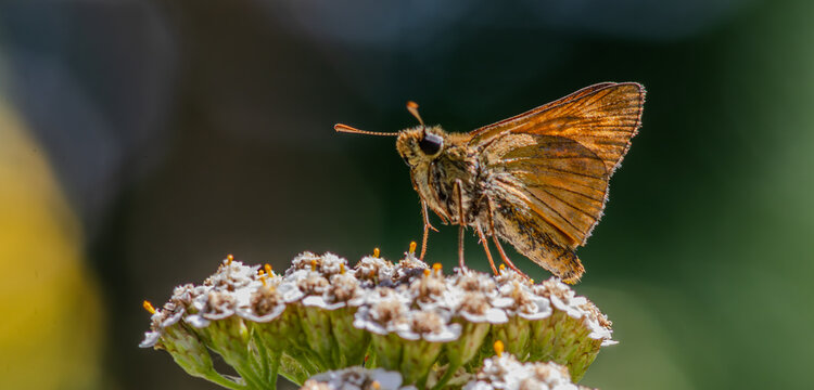 Silver-spotted Skipper Hesperia comma perched on flower in sunny garden during summer in North America