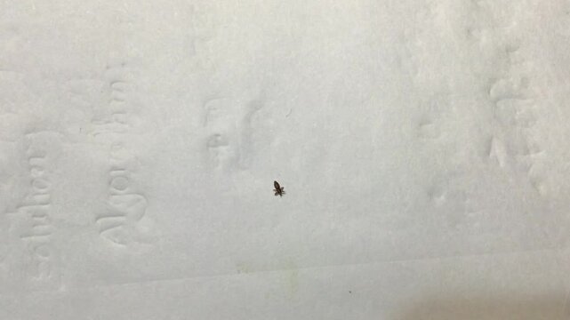 Adult louse crawling on white paper surface close up
