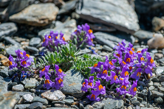 Alpine toadflax Linaria alpina clumps bloom on schist scree slope sulden stelvio italy