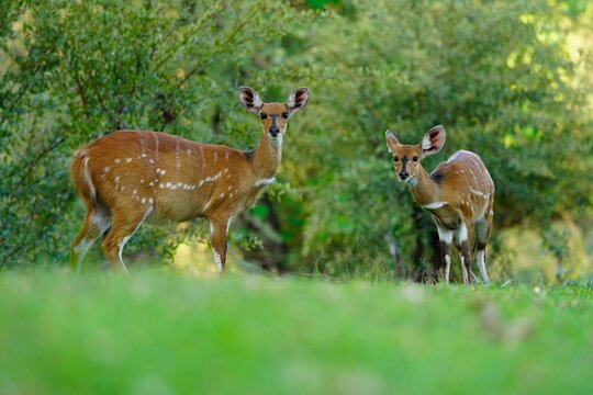 Female Bushbuck and Juvenile Both Looking at Camera on Green Lawn