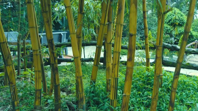 A small quiet bamboo (Bambusa vulgaris) grove with vibrant yellow golden stalks situated in the temple tropical garden of Truc Lam Zen the largest Buddhist monastery in Da Lat, Vietnam
