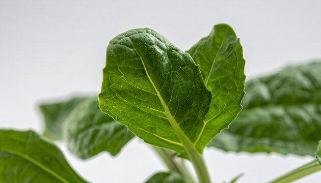 Close-up of fresh epazote leaf with dew drops in soft light