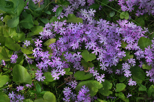 wild purple carnation flowers in the garden. top view