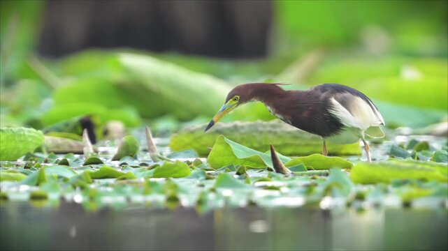 Pond Heron hunting and catching fish in pond