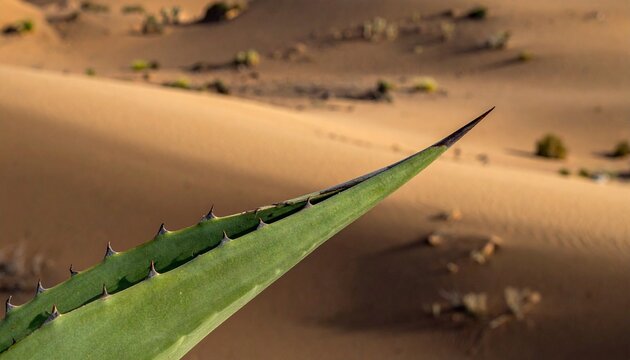 Close-up of sharp agave leaf spike in desert sand with botanical details