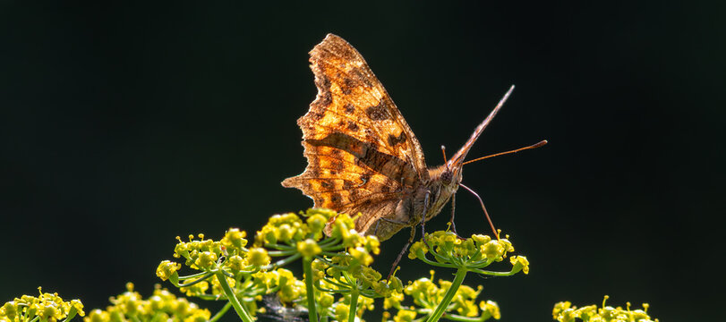 Polygonia c-album butterfly perched on bright yellow flowers in a vibrant garden during sunny midday hours