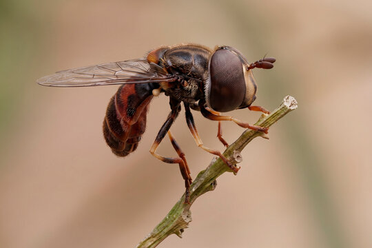 Brown fly (stratiomyidae) with big eyes are landing on broken stems