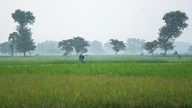 Bogura, Bangladesh - 27 November 2023: View of a farmer walking through lush green rice fields with scattered trees under a misty morning sky.