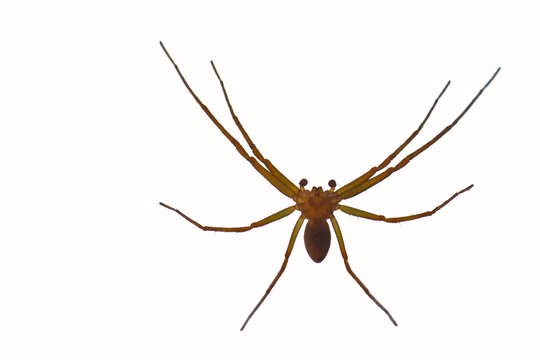 Araign&eacute;e recluse brune Loxosceles isol&eacute;e sur fond blanc transparent PNG