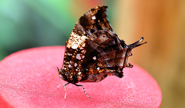 Hypna clytemnestra, the jazzy leafwing, marbled leafwing or silver-studded leafwing.