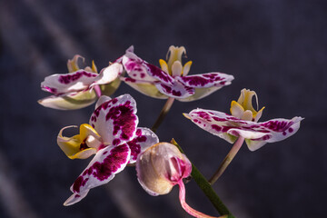 Branche d'orchidée Phalaenopsis aux fleurs blanches tachetées de pourpre et cœur jaune sur fond sombre © Pyc Assaut