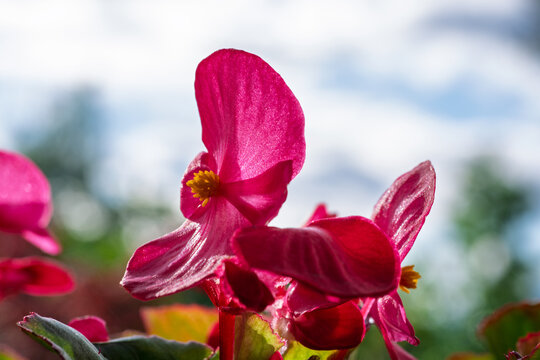 Fleurs de b&eacute;gonia rose vif en contre-jour sur fond de ciel nuageux flou