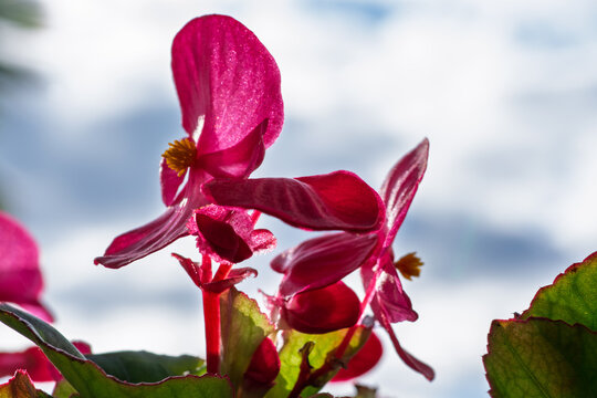 Fleurs de b&eacute;gonia rose vif en contre-jour sur fond de ciel nuageux flou