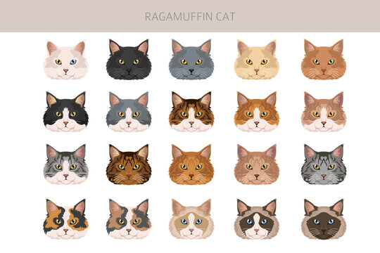 Ragamuffin Cat clipart. All coat colors set.  All cat breeds characteristics infographic. Vector illustration