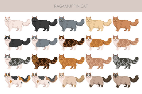 Ragamuffin Cat clipart. All coat colors set.  All cat breeds characteristics infographic. Vector illustration