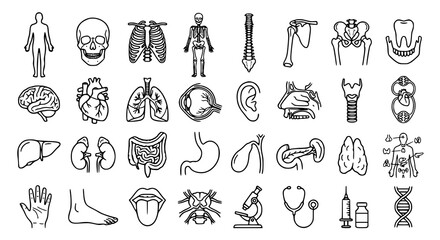 Obraz premium Human anatomy outline icon collection with medical organ vector illustrations