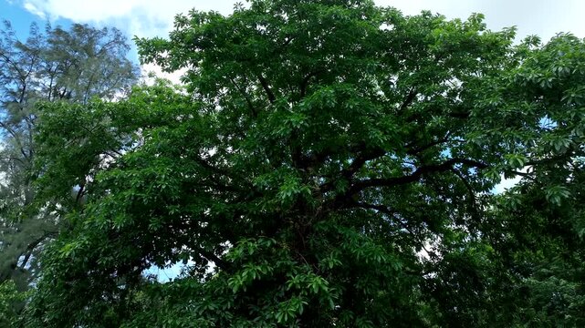 Alstonia Scholaris Tree In Urban Park Aerial Footage