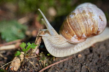 snail on a leaf © salamandra